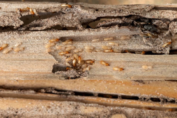 Best Best Pest Control Companies  in Metairie, LA
