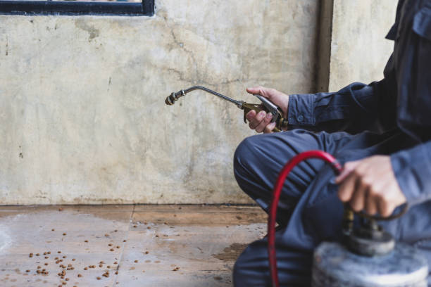 Best Local Pest Control Services  in Metairie, LA